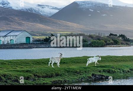 Dingle Peninsular, République d'Irlande - 27 mars 2024 - deux chèvres courant le long d'une bande de terre entre deux rivières avec des montagnes couvertes de neige dedans Banque D'Images
