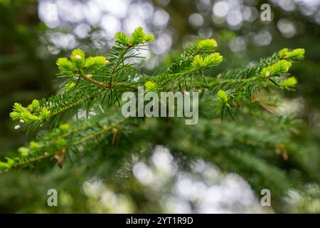 Gros plan des pointes d'épinette, nouvelle croissance sur l'épinette au printemps. Pointes d'épinette fraîche dans une forêt. De jeunes pousses d'épinette ont été mangées au début du printemps. Banque D'Images