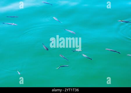 Petits poissons nageant gracieusement près de la surface de l'eau turquoise claire, créant de douces ondulations qui dansent dans la lumière du soleil Banque D'Images