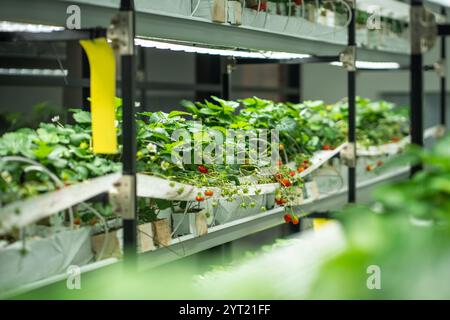 Culture commerciale de fraises dans une petite serre en utilisant la méthode hydroponique - irrigation goutte à goutte Banque D'Images