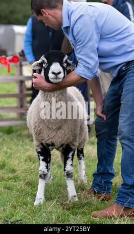 Exposition de moutons de Swaledale au Muker Show à Swaledale, un spectacle traditionnel de village au cœur du parc national des Yorkshire Dales, Royaume-Uni. Banque D'Images