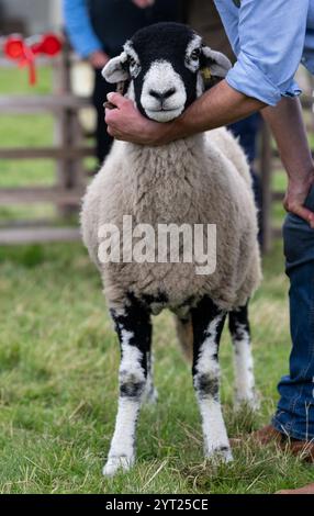 Exposition de moutons de Swaledale au Muker Show à Swaledale, un spectacle traditionnel de village au cœur du parc national des Yorkshire Dales, Royaume-Uni. Banque D'Images