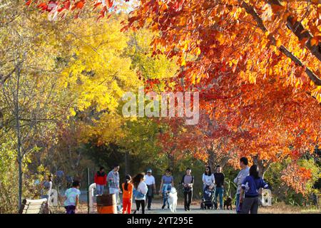 Branche d'érable colorée sur les couleurs de pointe le long du sentier avec des gens qui font du jogging, un chien de promenade et de l'exercice dans le parc, Nouvelle-Angleterre, États-Unis Banque D'Images