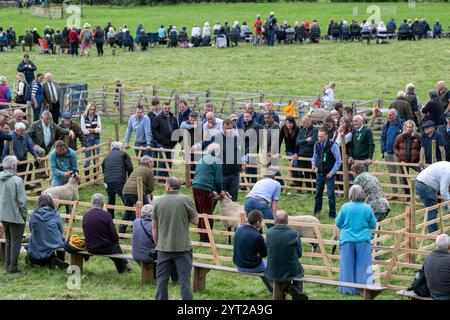 Exposition de moutons de Swaledale au Muker Show à Swaledale, un spectacle traditionnel de village au cœur du parc national des Yorkshire Dales, Royaume-Uni. Banque D'Images