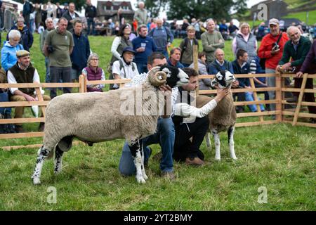 Exposition de moutons de Swaledale au Muker Show à Swaledale, un spectacle traditionnel de village au cœur du parc national des Yorkshire Dales, Royaume-Uni. Banque D'Images