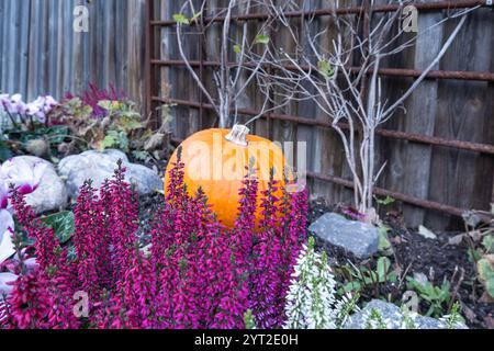 Une scène de jardin dynamique avec une citrouille orange vif entourée de fleurs violettes et blanches, serrée contre une clôture en bois avec un treillis. Banque D'Images