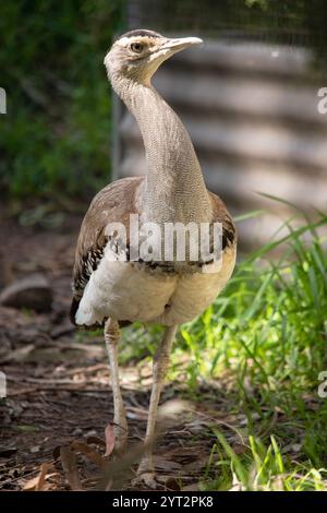 Le Bustard australien est l'un des plus grands oiseaux d'Australie. C'est un oiseau principalement brun-gris, tacheté avec des marques sombres, avec un col pâle et CR noir Banque D'Images