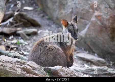 Le rocher wallaby à queue brisée méridionale a une longue queue sombre caractéristique qui est plus ardue vers la pointe. Banque D'Images