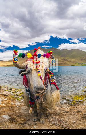 Yak tibétain blanc décoré au lac Yamdrok au Tibet, Chine. Ciel bleu avec espace de copie Banque D'Images