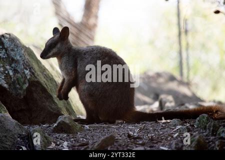 Le rocher wallaby à queue brisée méridionale a une longue queue sombre caractéristique qui est plus ardue vers la pointe. Banque D'Images