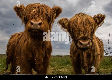 Deux jeunes vaches des hautes terres avec une frange regardant la caméra Banque D'Images