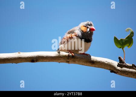 le zèbre mâle finch a un corps gris avec un blanc sous le ventre avec une queue noire et blanche. Il a des joues orange et une bande noire sur son visage Banque D'Images