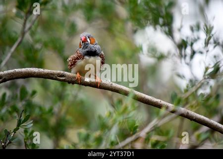 le zèbre mâle finch a un corps gris avec un blanc sous le ventre avec une queue noire et blanche. Il a des joues orange et une bande noire sur son visage Banque D'Images