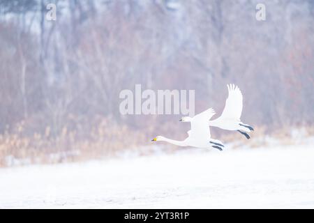 cygne en vol à hokkaido , japon Banque D'Images