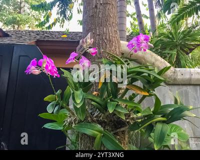 Orchidées roses vibrantes sur l'arbre, feuillage tropical luxuriant. Photo de haute qualité Banque D'Images