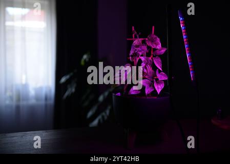 les phytolamps illuminent les plantes en pot sur une étagère dans une pièce Banque D'Images