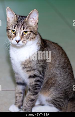 Un chat domestique est assis confortablement sur le sol et regarde attentivement la caméra, montrant son comportement curieux et son charme Banque D'Images