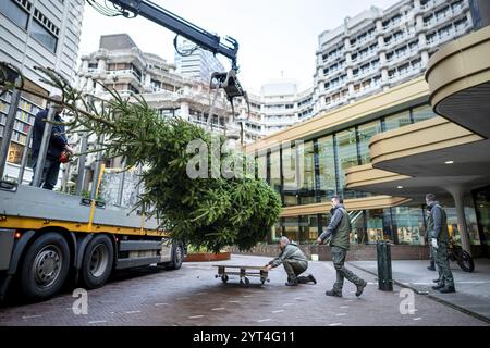 La Haye, pays-Bas. Vendredi 6 décembre 2024. Un sapin de Noël arrive à la Chambre des représentants. Pour la 31e fois, Staatsbosbeheer fait don aux membres du parlement d’une épinette de Norvège provenant des Kuinderbos dans la forêt de Noordoostpolder. ANP LINA SELG netherlands Out - belgique Out/Alamy Live News Banque D'Images