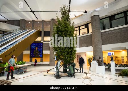 La Haye, pays-Bas. Vendredi 6 décembre 2024. Un sapin de Noël arrive à la Chambre des représentants. Pour la 31e fois, Staatsbosbeheer fait don aux membres du parlement d’une épinette de Norvège provenant des Kuinderbos dans la forêt de Noordoostpolder. ANP LINA SELG netherlands Out - belgique Out/Alamy Live News Banque D'Images