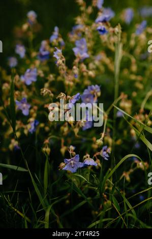 Polemonium caeruleum, fleurs sauvages alpines : échelle de Jacob pourpre Banque D'Images