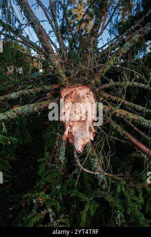 Arbre tombé d'un cyclone de bombe Banque D'Images
