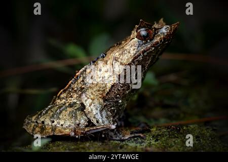 Gros plan de Megophrys montana sur la roche moussue Banque D'Images