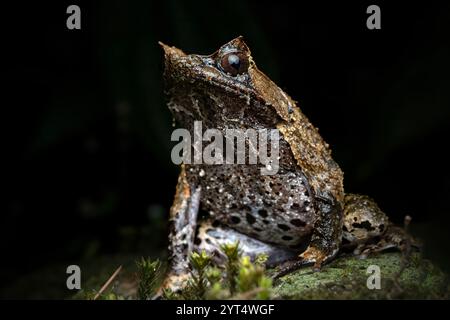 Gros plan de Megophrys montana sur la roche moussue Banque D'Images