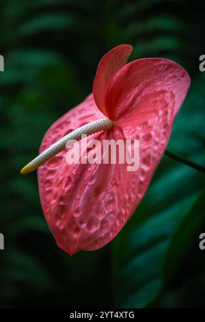 Belle fleur rose d'Anthurium ou fleur de Flamingo dans le jardin botanique tropical avec fond vert flou et gouttes d'eau dessus. Symbole de Banque D'Images