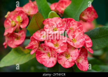 Vue rapprochée de l'Euphorbia rouge Milii Desmoul ou de la fleur de la Couronne d'épines Banque D'Images