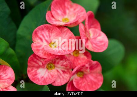 Vue rapprochée de l'Euphorbia rouge Milii Desmoul ou de la fleur de la Couronne d'épines Banque D'Images