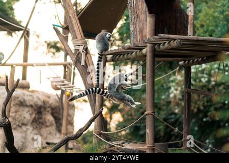 Vue sur les lémuriens et la famille de lémuriens dans un parc zoologique naturel. Banque D'Images