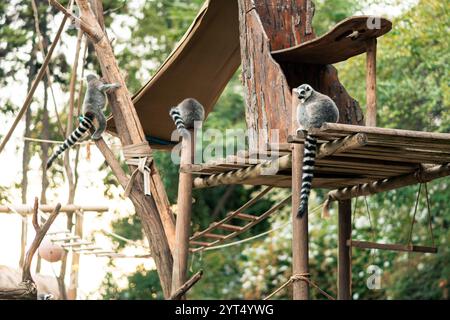 Vue sur les lémuriens et la famille de lémuriens dans un parc zoologique naturel. Banque D'Images