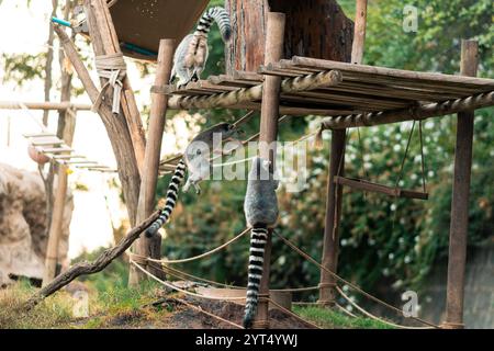 Vue sur les lémuriens et la famille de lémuriens dans un parc zoologique naturel. Banque D'Images