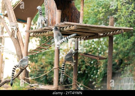 Vue sur les lémuriens et la famille de lémuriens dans un parc zoologique naturel. Banque D'Images