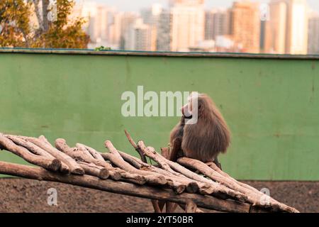 Famille de singes babouins ensemble, embrassant, se reposant, partageant Banque D'Images