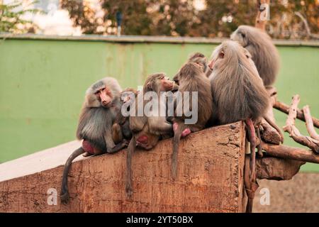 Famille de singes babouins ensemble, embrassant, se reposant, partageant Banque D'Images