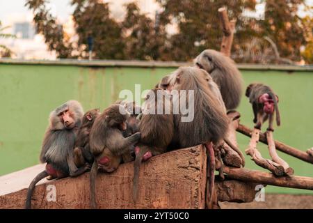 Famille de singes babouins ensemble, embrassant, se reposant Banque D'Images