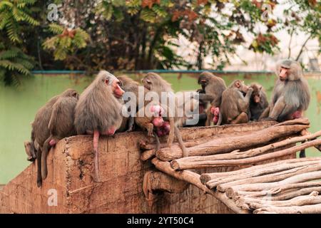 Famille de singes babouins ensemble, embrassant, se reposant Banque D'Images