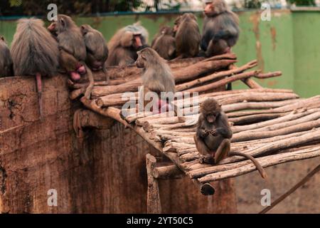 Famille de singes babouins ensemble, embrassant, se reposant Banque D'Images