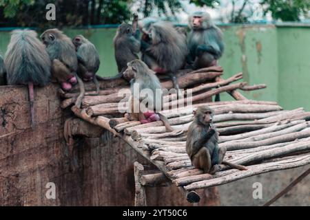 Famille de singes babouins ensemble, embrassant, se reposant et partageant Banque D'Images