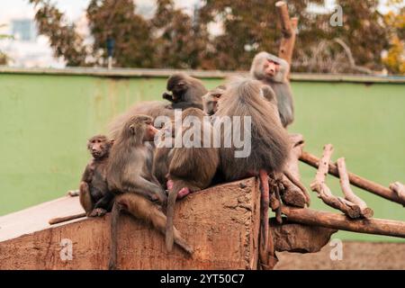 Famille de singes babouins ensemble, embrassant, se reposant Banque D'Images