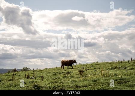 Vache solitaire dans les pâturages norvégiens Banque D'Images