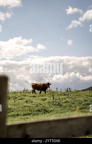 Vache solitaire dans les pâturages norvégiens Banque D'Images