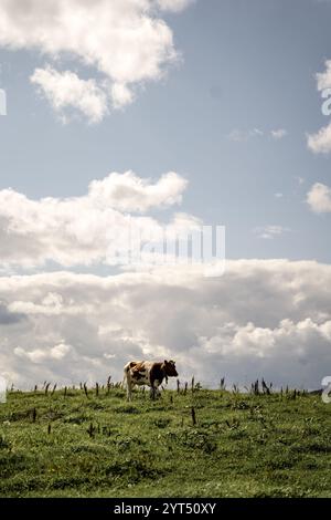 Vache solitaire dans les pâturages norvégiens Banque D'Images