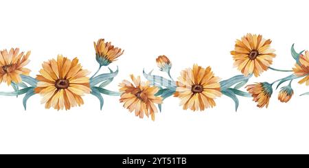 Bordure d'aquarelle sans couture Calendula. Fleur, bourgeons et feuilles isolés sur blanc. Banque D'Images