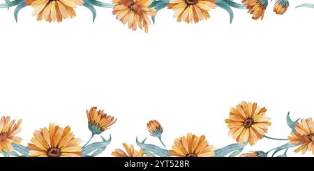 Bordure d'aquarelle sans couture Calendula. Fleur, bourgeons et feuilles isolés sur blanc. Banque D'Images