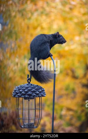 Écureuil noir perché sur le dessus du crochet de mangeoire à oiseaux un jour d'automne. Banque D'Images