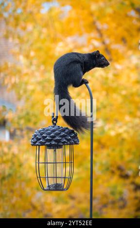 Écureuil noir assis sur le dessus d'un crochet d'alimentation d'oiseaux un jour d'automne. Banque D'Images