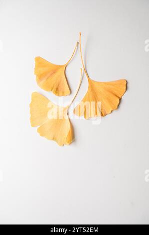 Feuilles jaunes de feuilles de gingko biloba isolées sur fond blanc. Banque D'Images