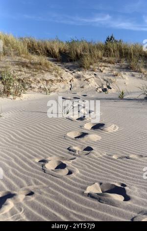 Empreintes de pas dans le sable menant de la plage à une dune, avec du sable doré doux qui s'étend au loin et un paysage naturel serein. Banque D'Images